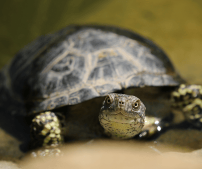 Native American Animals The Turtle Keya Symbolizes Grandmother